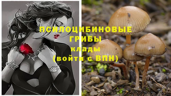 PSILOCYBIN Лиски
